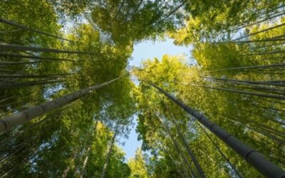 Germanía renueva sus certificaciones ISO: una muestra de excelencia y compromiso ambiental